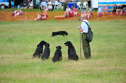 Preston Steam Rally 2014 014