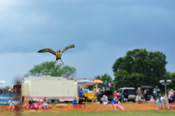 Preston Steam Rally 2014 042