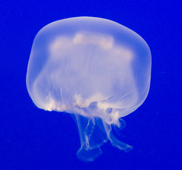 Jellyfish